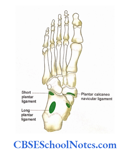Bones Of The Lower Limb Attachment of ligaments on the plantar aspect of foot