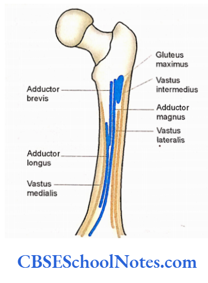 Bones Of The Lower Limb Attachment of muscles on linea aspera.
