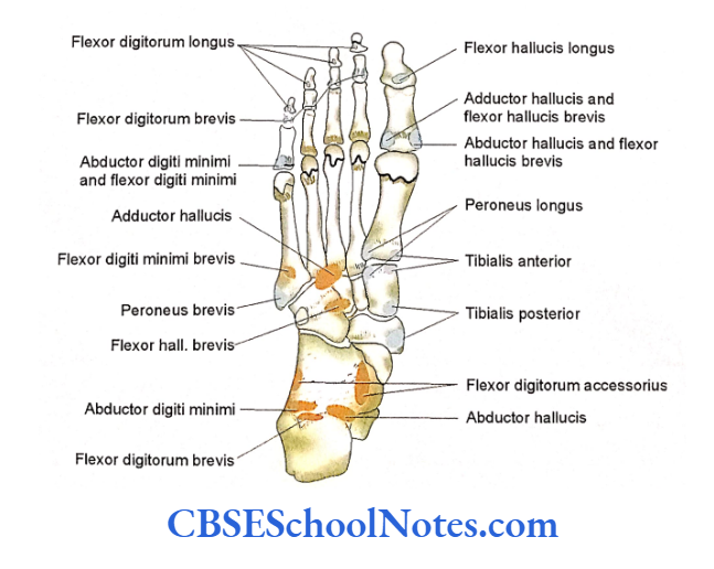 Bones Of The Lower Limb Attachment of muscles on plantar aspect of right foot
