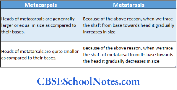 Bones Of The Lower Limb Differences Between Metarsals And Metacarpals