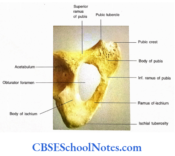 Bones Of The Lower Limb External surface of pubis and ischium of right hip bone