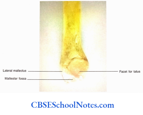 Bones Of The Lower Limb Medical Aspect Of Lower End Of Fibula