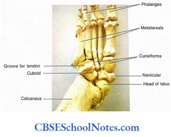 Bones Of The Lower Limb Plantar aspect of the right articulated foot