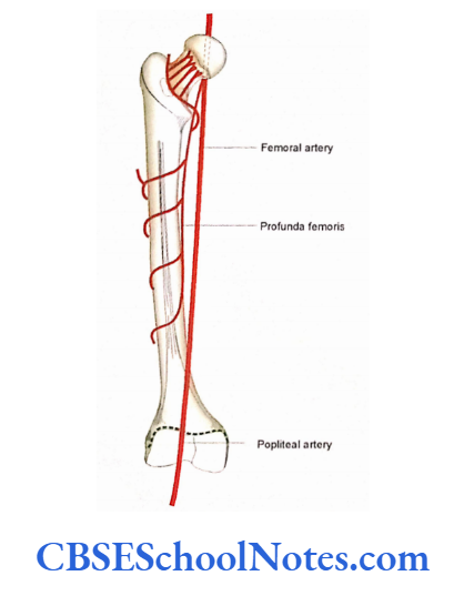 Bones Of The Lower Limb Relation of arteries on the posterior aspect of femur