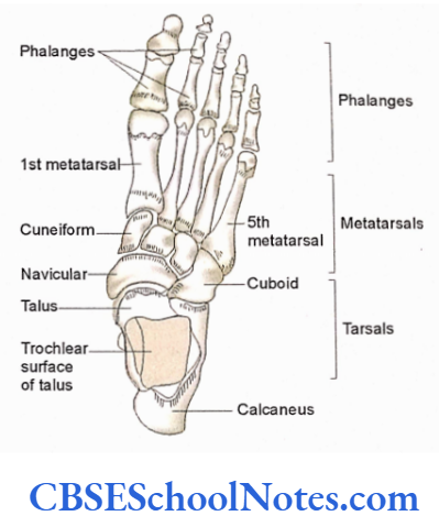Bones Of The Lower Limb Skeleton of foot as seen from dorsal aspect