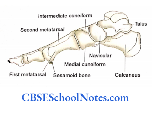 Bones Of The Lower Limb Skeleton of foot as seen from medial aspect