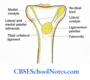 Bones Of The Lower Limb Notes - CBSE School Notes