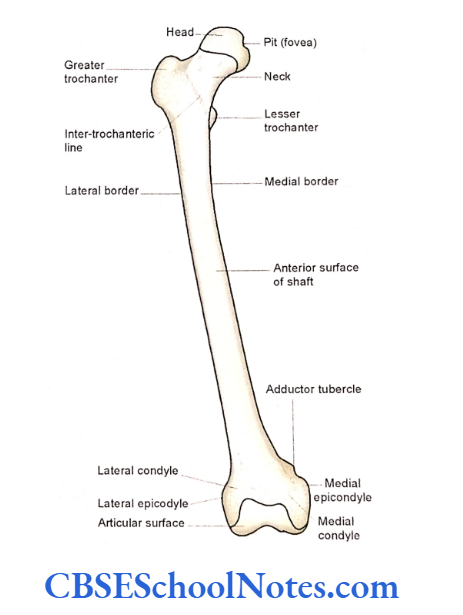 Bones Of The Lower Limb The anterior aspects of right femur