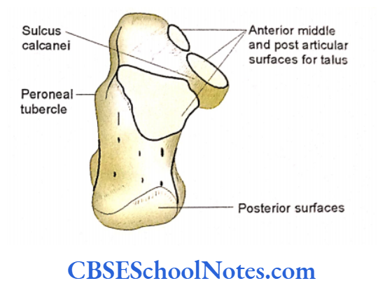 Bones Of The Lower Limb The dorsal surface of calcaneous
