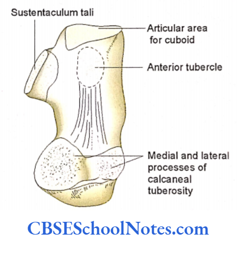 Bones Of The Lower Limb The plantar surface of calcaneous