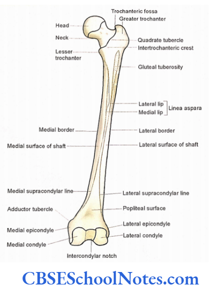 Bones Of The Lower Limb The posterior aspects of right femur