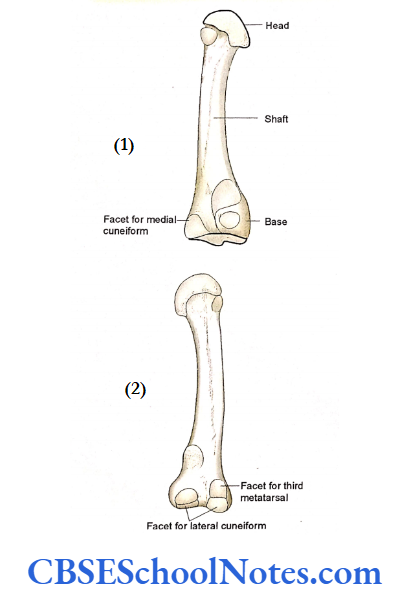 Bones Of The Lower Limb The second matatarsal of left side