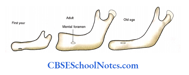 Bones Of The Skull Age Chnages In Mandible