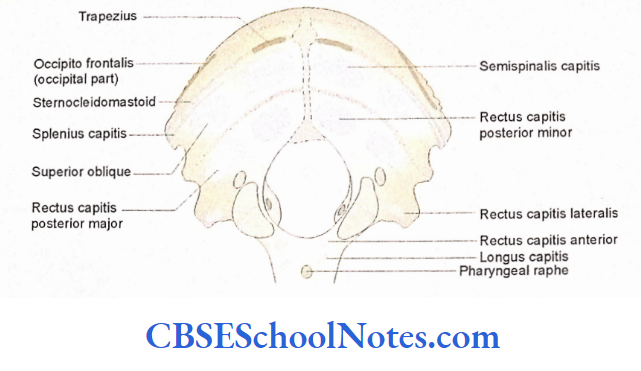 Bones Of The Skull Attachment Of MUscles On The Inferior Surface Of Occipital Bone