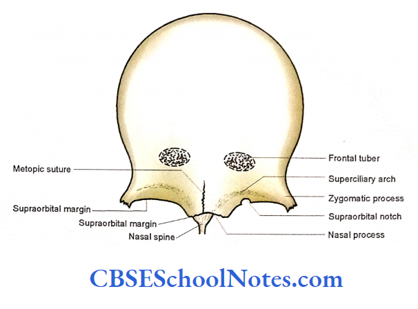 Bones Of The Skull Frontal Bone As Seen From External Aspect