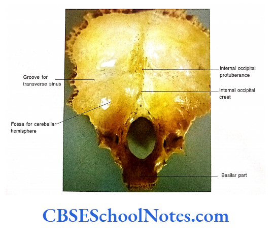 Bones Of The Skull Internal Surface Of The Occiptal Bone