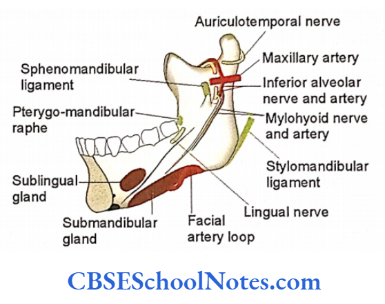 Bones Of The Skull Relations Of Nerves, Blood Vessels, Glands And Ligamnets On The Medical Aspect Of Mandible