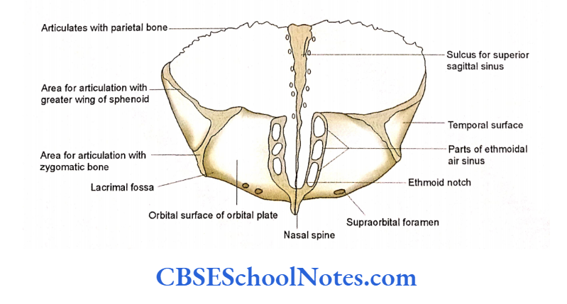 Bones Of The Skull The External Surface Of Left Parietal Bone