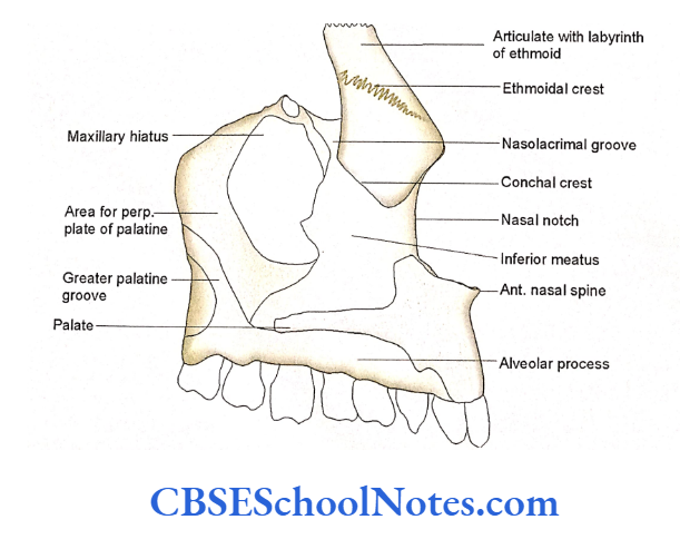 Bones Of The Skull The medial aspect of left maxilla