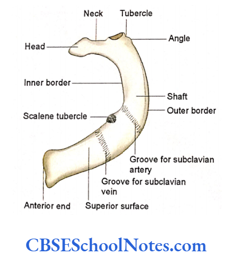 Bones Of The Thoracic Region First Rib As Seen From Superior Aspect