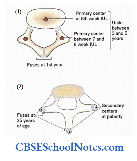 Bones Of The Thoracic Region Ossification By Primary Centers and Secondary Centers