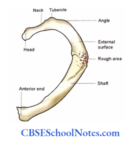 Bones Of The Thoracic Region Notes - CBSE School Notes