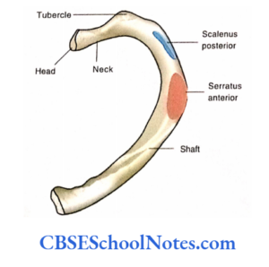 Bones Of The Thoracic Region Notes - CBSE School Notes