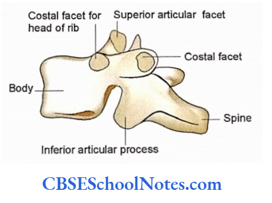 Bones Of The Thoracic Region The lateral Aspect Of 10th Thoracic Vertebra