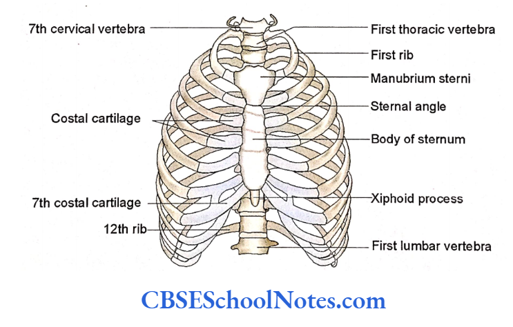 Bones Of The Thoracic Region The thoracic cage as seen from anterior aspect