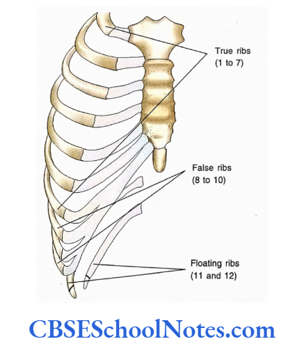 Bones Of The Thoracic Region True False And Floating Ribs