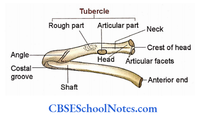 Bones Of The Thoracic Region Typical rib as seen from posterior aspect
