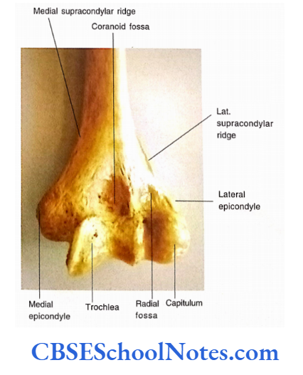 Bones Of The Upper Limb Anterior Aspect Of The Lower End Of Left Humerus