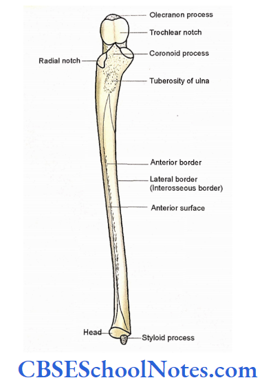 Bones Of The Upper Limb Anterior Aspect Of The Right Ulna