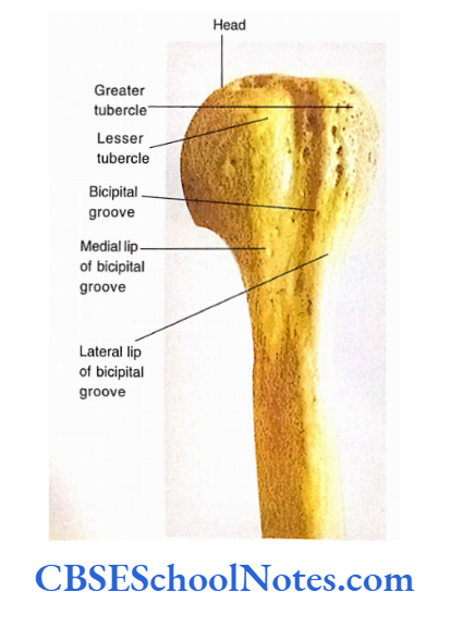 Bones Of The Upper Limb Anterior Aspext Of Upeer End Of Left Humerus