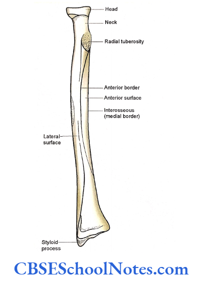 Bones Of The Upper Limb Anterior Surface Of Right Radius