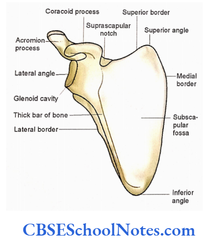 Bones Of The Upper Limb Anterior (costal) surface surface of the right scapala