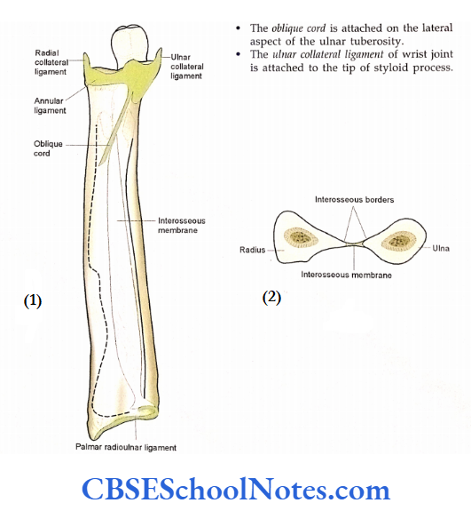 Bones Of The Upper Limb Attachment Of Interosseous membrane Transerve Section Through Radius And Ulna
