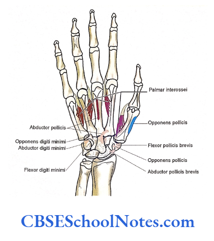 Bones Of The Upper Limb Attachment Of Muscles On Palmar Surface Of Right Hand