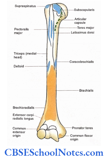 Bones Of The Upper Limb Attachment Of Muscles On The Anterior Aspect Of Right Humerus