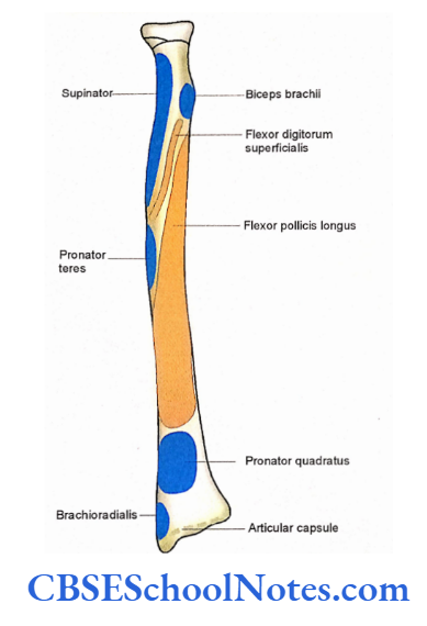 Bones Of The Upper Limb Attachment Of Muscles On The Anterior Aspects Of The Radius