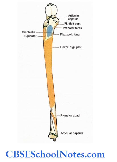 Bones Of The Upper Limb Attachment Of Muscles On The Anterior SUrface Of Right Ulna