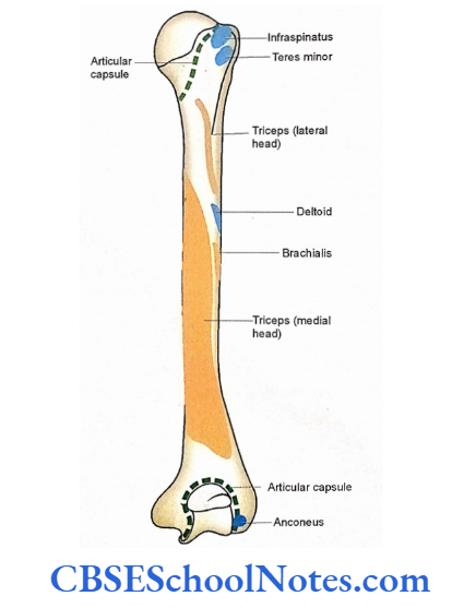 Bones Of The Upper Limb Attachment Of Muscleus On Posterior Aspect Of Right Humerus