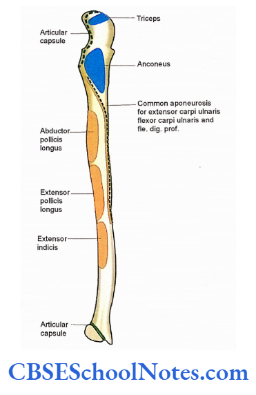 Bones Of The Upper Limb Attachment Of muscles On The Posterior Surface Of Left Ulna