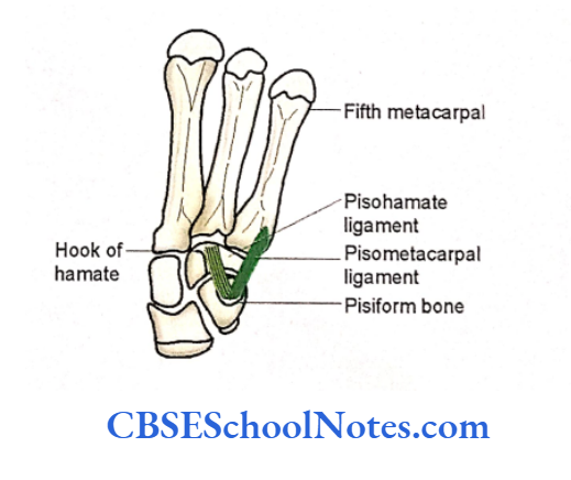 Bones Of The Upper Limb Attachment of pisometacarpal and Pisohamate Ligaments