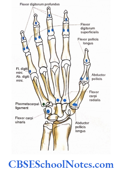 Bones Of The Upper Limb Attachment(Insertion) Of Forearm Muscles On the Palmar Surface Of Right Hand
