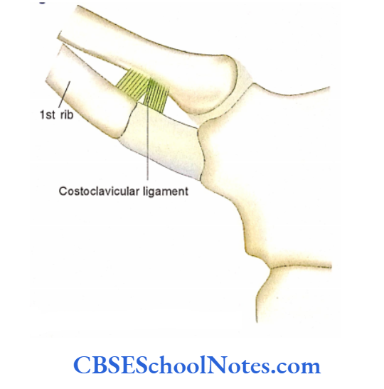 Bones Of The Upper Limb Costoclavicular Ligament