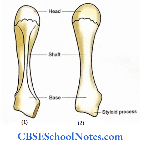 Bones Of The Upper Limb General Features Of A Metacarpal Bone