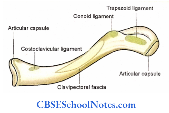 Bones Of The Upper Limb Inferior Surface Showing Attachment of Ligaments