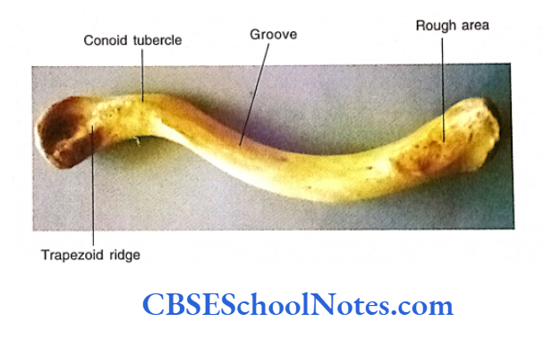 Bones Of The Upper Limb Inferior veiw of clavicle