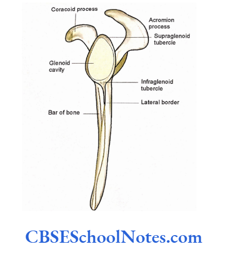 Bones Of The Upper Limb Lateteral Aspect Aspect Of Lelt Scapula